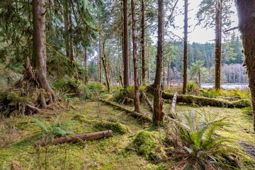 Olympic National Park