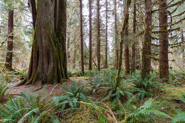 Olympic National Park