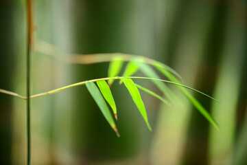 Fototapeta na wymiar Bamboo green sprout isolated from background