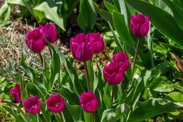This image shows a close-up view of purple red tulips in full bloom in a sunny spring flower bed.