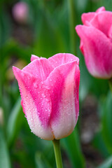 Portrait of pink tulip with raindrops blooming in a garden against a green foliage background
