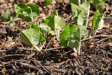 This image shows a macro ground level view of a tiny red flower on a wild Canadian wild ginger wildflower (asarum canadense) in a woodland ravine