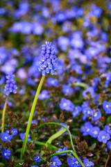 Closeup of blue flowers of Grape Hyacinth blooming in a spring garden
