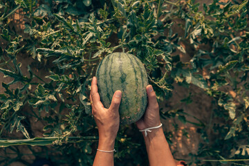 A farmer throws up a grown watermelon in farm field. Harvesting watermelons concept.