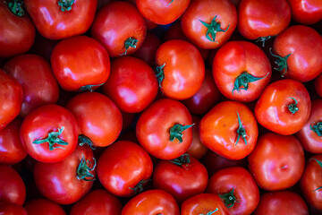 Tomatoes background. Fresh Tomatoes variety grown in the shop. Tomatoes for salad, entree and soup