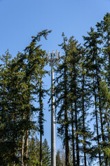 Wireless communications cell site camouflaged in a stand of tall evergreen trees on a sunny day
