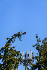 Wireless communications cell site camouflaged in a stand of tall evergreen trees on a sunny day
