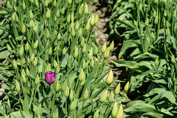 Lone purple tulip blooming in a farm field on a sunny day, rest of tulips are buds that have not opened yet
