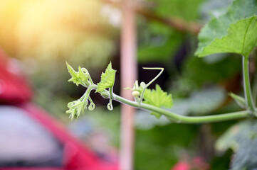Closeup of Nature view of green leaves that have been eaten by a worm on blurred greenery background in forest. Leave space for letters, Focus on leaf and shallow depth of field.