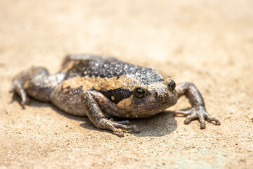 Close-up kaloula pulchra, fat, round, chubby female in the rainy season. Shaped like a frog
