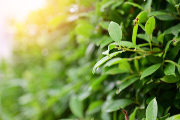 Closeup of Nature view of green leaves that have been eaten by a worm on blurred greenery background in forest. Leave space for letters, Focus on leaf and shallow depth of field.