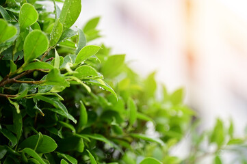 Closeup of Nature view of green leaves that have been eaten by a worm on blurred greenery background in forest. Leave space for letters, Focus on leaf and shallow depth of field.