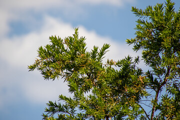 Tree branch with green leaves isolated against a blue sky with white clouds image for background use