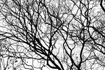 Beautiful branches of bare tree on white background