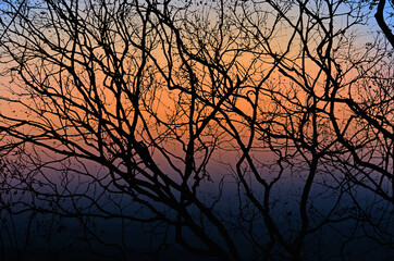 Beautiful sundown with black branches in the forest