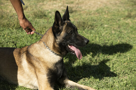 Closeup Of A Person Holding The Leash Of A German Shepherd In A Park On A Sunny Day