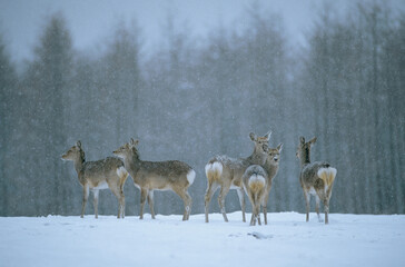 雪の中のエゾシカ（北海道・鹿追町）
