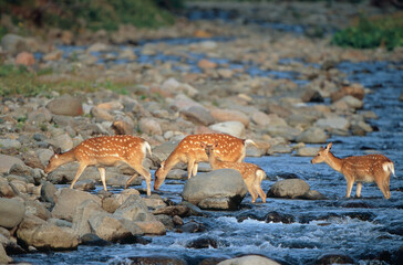 川を渡るエゾシカの親子（北海道・知床）
