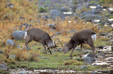 角突きをするエゾシカの雄（北海道・知床）

