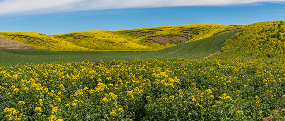 Panorama of rolling hills of canola yellow contrasted with new vs full bloom