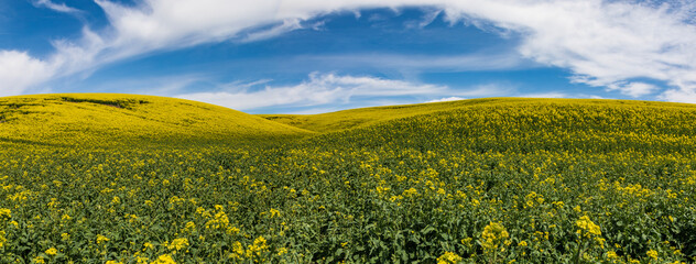 Panorama of rolling hills with canola yellow flowers