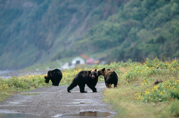 林道で遊ぶヒグマの兄弟（北海道・知床）
