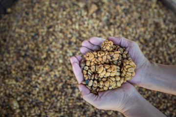 Coffee Roaster Cooling Batch of Beans.Coffee beans during the roasting process.