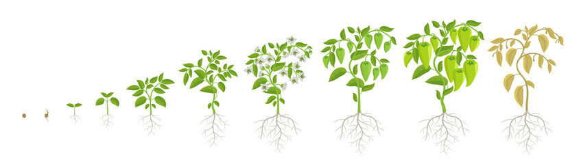 Growth stages of green bell pepper vegetable plant. Capsicum annuum. Ripening period steps. Harvest animation progression. Vector infographic set.