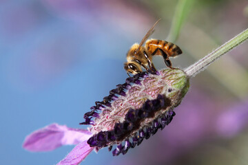 bee gathering nectar from lavender plant