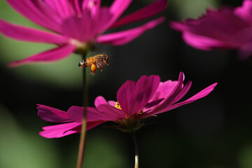 bee flying through cosmos forest