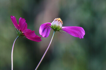 cosmos flowers near end of blooming 