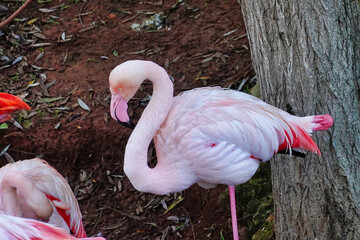 Closeup shot of a pi flamingo standing in the wild