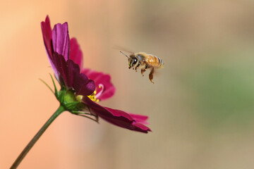 bee landing on bright flower in garden
