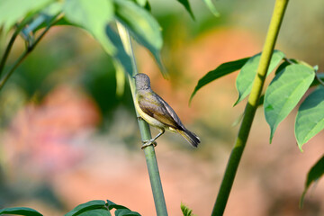 Brown-throated sunbird on tree