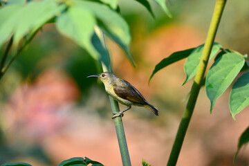 Brown-throated sunbird on tree