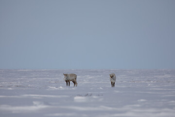 Two barren-ground caribou, rangifer tarandus groenlandicus, standing in snow in late spring near Arviat, Nunavut