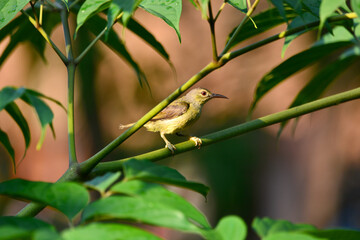 Brown-throated sunbird on tree