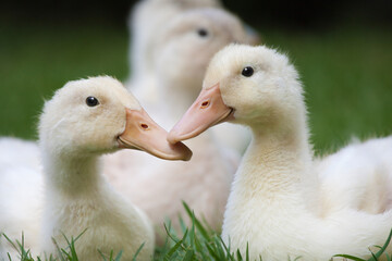 goslings sitting together on grass