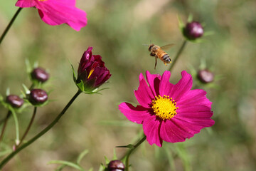 bee flying over cosmos flower