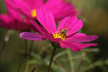 bee covered in pollen