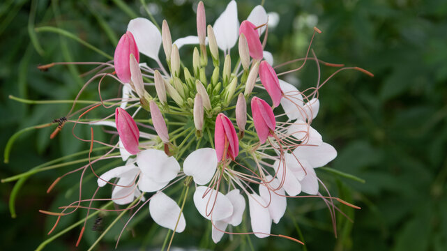 Beautiful white and pink spider flower in the garden for background  Cleome hassle Riana with insects and bees