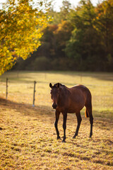 Cheval qui marche au pas dans une prairie au couché du soleil