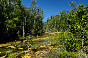 Beautiful yellow and green colors mineral water pond is surrounded by rainforest, Emerald Pool, Khlong Thom District, Krabi, Thailand.