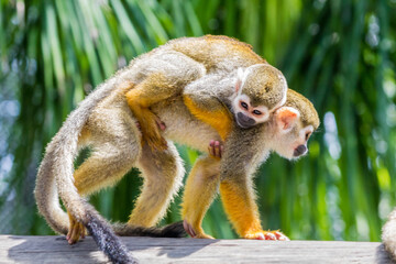 Monkey son holds his mom from her back