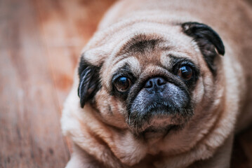 Obraz premium The Dog Pug Looking Into Camera 