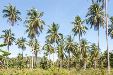 Naklejka na ściany i meble The coconut tree farm in south east asia. The coconut plantation in Thailand.