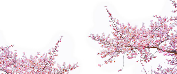 Beautiful bloom pink cherry blossom (sakura) in spring season isolated on white background with blank copy space.