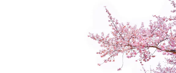Poster Sakura (Cherry blossom) blooming isolated white background, Copy space. © Pond Thananat
