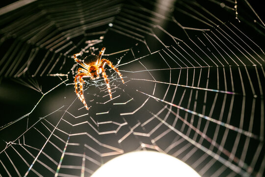 macro image of jumping spider. macro mode close up shot animal and insect