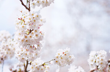 Cherry blossom blooming in the Spring of Japan.